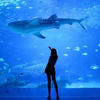 Dubai Aquarium & Underwater Zoo And Penguin Cove Entry Ticket with Pickup and Drop Off