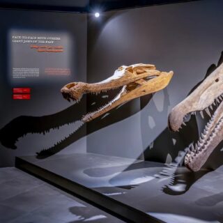 Dubai Crocodile Park Entry Ticket with Pick up and Drop Off